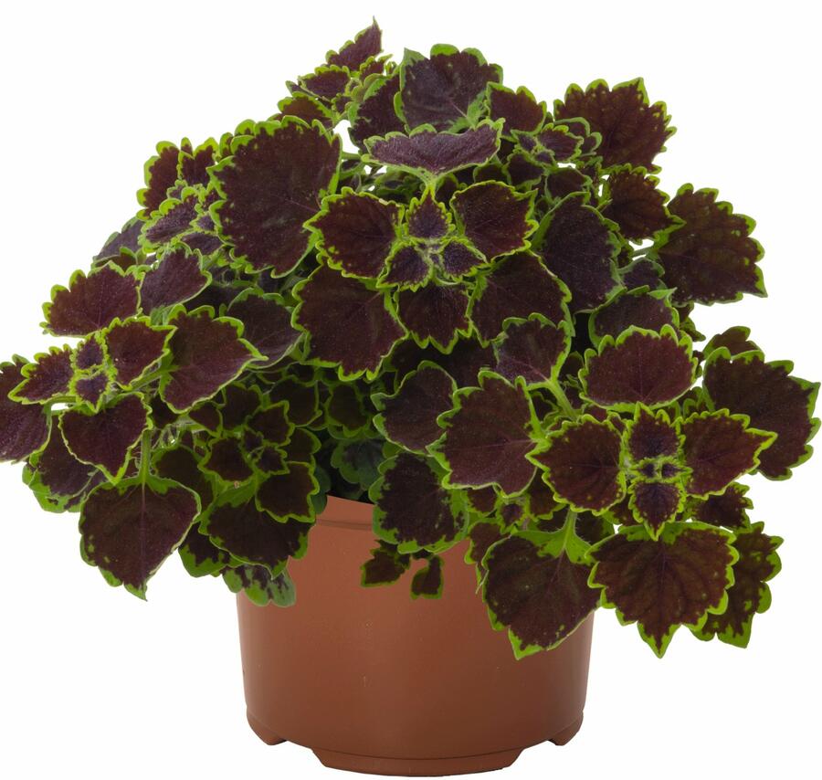 Pochvatec, Pokojová kopřiva 'Great Falls Niagara' - Coleus blumei 'Great Falls Niagara'