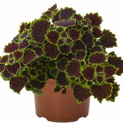 Pochvatec, Pokojová kopřiva 'Great Falls Niagara' - Coleus blumei 'Great Falls Niagara'