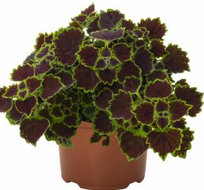 Pochvatec, Pokojová kopřiva 'Great Falls Niagara' - Coleus blumei 'Great Falls Niagara'