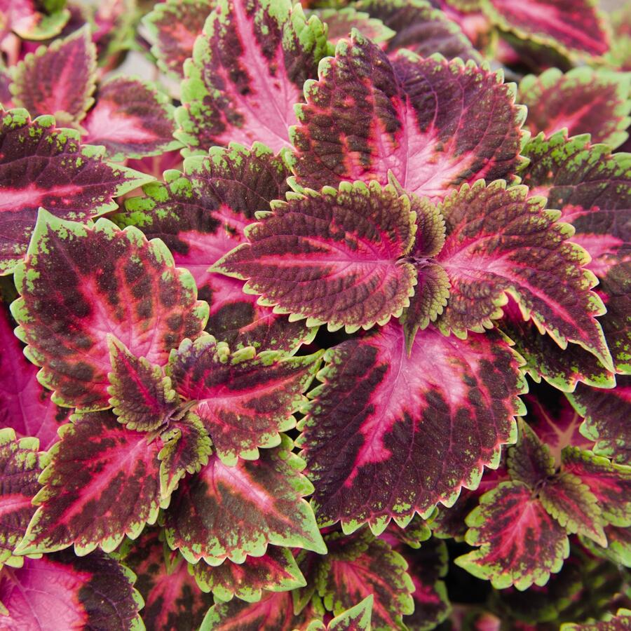 Pokojová kopřiva 'Fifth Avenue' - Coleus blumei 'Fifth Avenue'