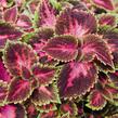 Pochvatec, Pokojová kopřiva 'Fifth Avenue' - Coleus blumei 'Fifth Avenue'