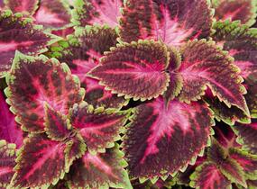 Pochvatec, Pokojová kopřiva 'Fifth Avenue' - Coleus blumei 'Fifth Avenue'