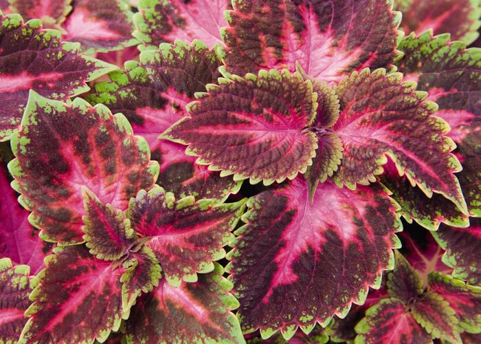 Pokojová kopřiva 'Fifth Avenue' - Coleus blumei 'Fifth Avenue'
