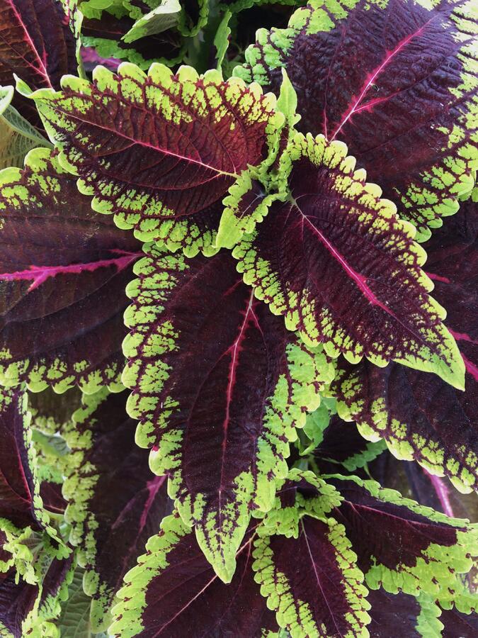 Pokojová kopřiva 'Alligator Alley' - Coleus blumei 'Alligator Alley'