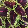 Pochvatec, Pokojová kopřiva 'Alligator Alley' - Coleus blumei 'Alligator Alley'