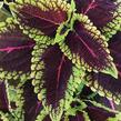 Pokojová kopřiva 'Alligator Alley' - Coleus blumei 'Alligator Alley'