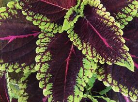 Pochvatec, Pokojová kopřiva 'Alligator Alley' - Coleus blumei 'Alligator Alley'
