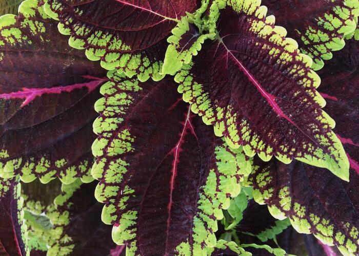Pokojová kopřiva 'Alligator Alley' - Coleus blumei 'Alligator Alley'
