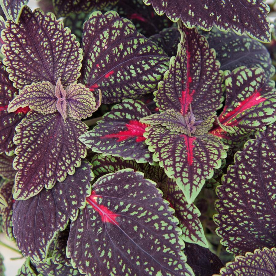 Pokojová kopřiva 'Abbey Road' - Coleus blumei 'Abbey Road'