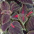 Pochvatec, Pokojová kopřiva 'Abbey Road' - Coleus blumei 'Abbey Road'