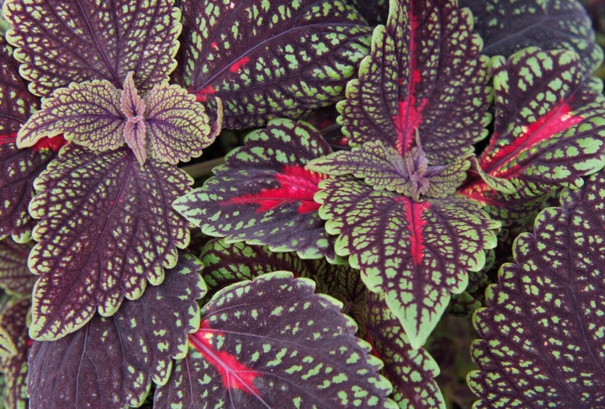 Pochvatec, Pokojová kopřiva 'Abbey Road' - Coleus blumei 'Abbey Road'