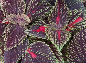Pochvatec, Pokojová kopřiva 'Abbey Road' - Coleus blumei 'Abbey Road'