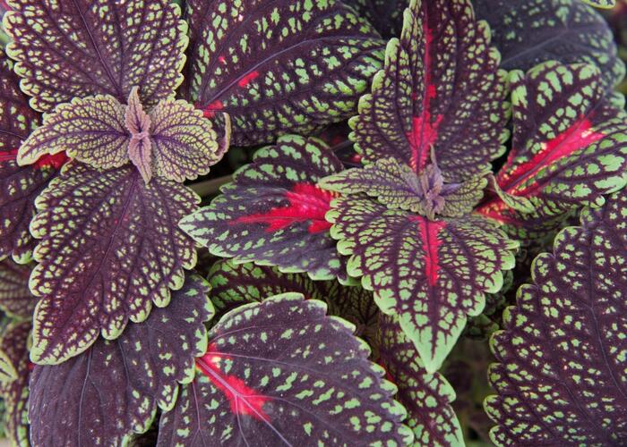 Pokojová kopřiva 'Abbey Road' - Coleus blumei 'Abbey Road'
