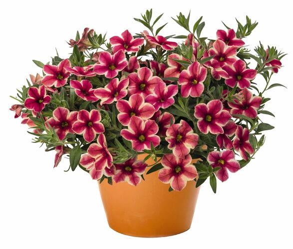 Minipetúnie, Million Bells 'Volcano Neon' - Calibrachoa hybrida 'Volcano Neon'