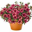 Minipetúnie, Million Bells 'Volcano Neon' - Calibrachoa hybrida 'Volcano Neon'
