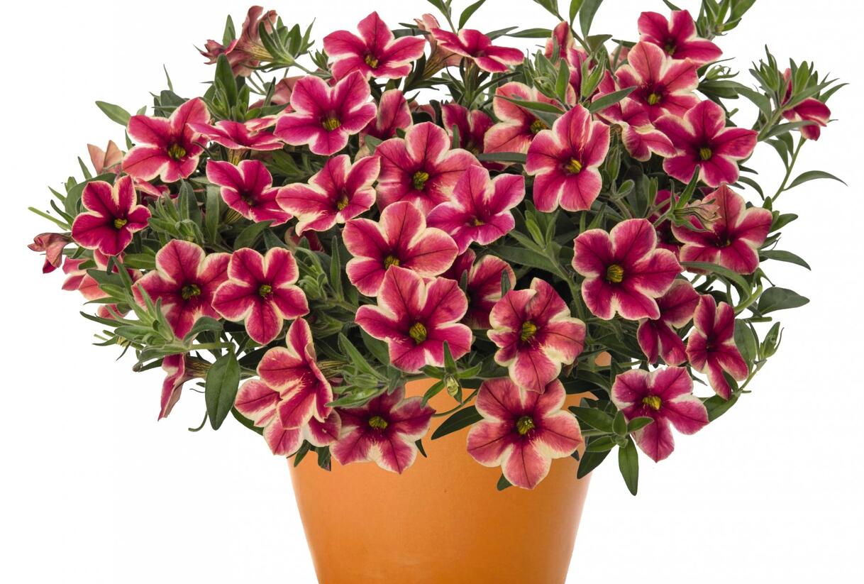 Minipetúnie, Million Bells 'Volcano Neon' - Calibrachoa hybrida 'Volcano Neon'