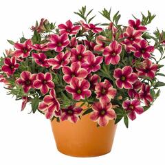 Minipetúnie, Million Bells 'Volcano Neon' - Calibrachoa hybrida 'Volcano Neon'