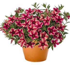 Minipetúnie, Million Bells 'Volcano Neon' - Calibrachoa hybrida 'Volcano Neon'