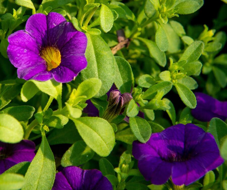 Minipetúnie, Million Bells 'Sweetbells Compact Dark Blue' - Calibrachoa hybrida 'Sweetbells Compact Dark Blue'