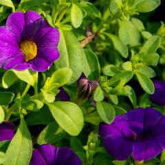 Minipetúnie, Million Bells 'Sweetbells Compact Dark Blue' - Calibrachoa hybrida 'Sweetbells Compact Dark Blue'