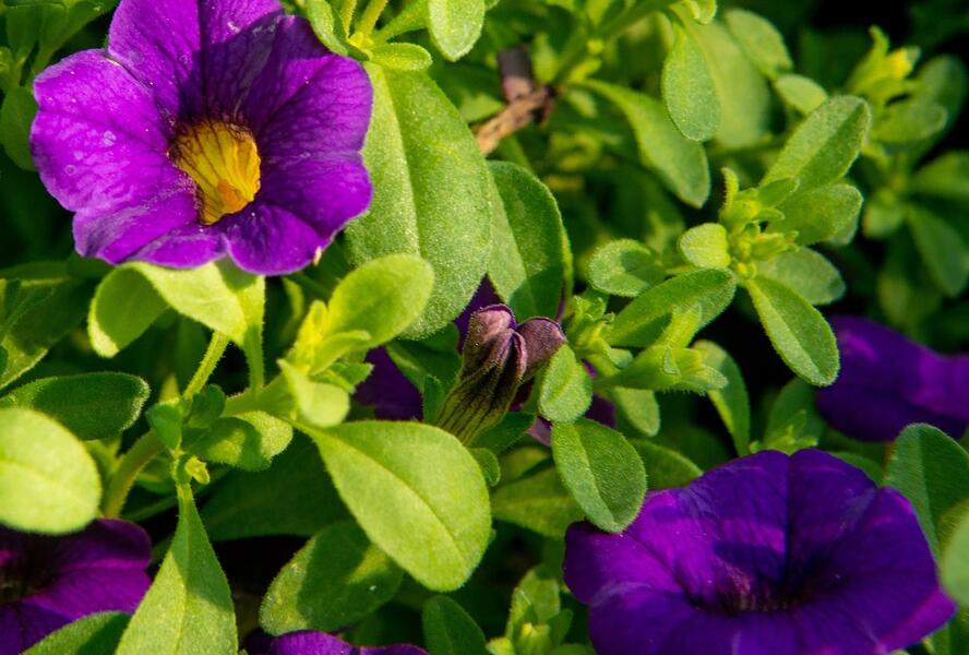 Minipetúnie, Million Bells 'Sweetbells Compact Dark Blue' - Calibrachoa hybrida 'Sweetbells Compact Dark Blue'