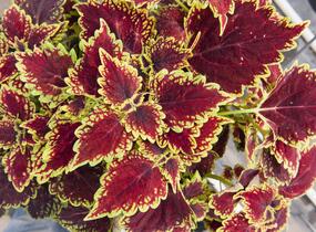 Pochvatec, Pokojová kopřiva 'Oxford Street' - Coleus blumei 'Oxford Street'