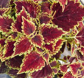 Pokojová kopřiva 'Oxford Street' - Coleus blumei 'Oxford Street'