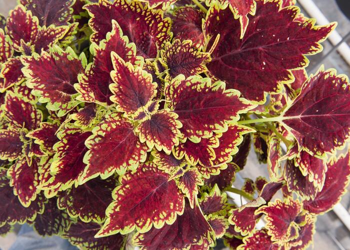Pokojová kopřiva 'Oxford Street' - Coleus blumei 'Oxford Street'