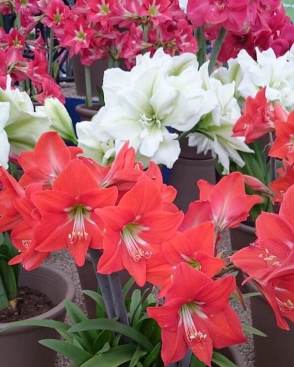 Hvězdník, amarylis - Hippeastrum rutilum