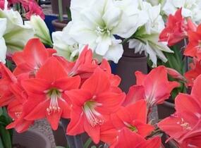 Hvězdník, amarylis - Hippeastrum rutilum