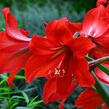 Hvězdník, amarylis - Hippeastrum rutilum