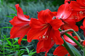 Hvězdník, amarylis - Hippeastrum rutilum