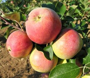 Jabloň domácí 'Panenské' - Malus domestica 'Panenské'