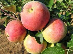 Jiřina 'Lubega Special Rose Eye' - Dahlie 'Lubega Special Rose Eye'