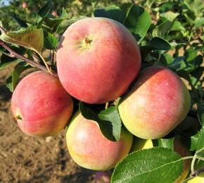 Jiřina 'Lubega Special Rose Eye'