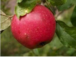 Jiřina 'Lubega Special Rose Eye' - Dahlie 'Lubega Special Rose Eye'