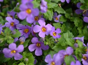 Bakopa 'Gulliver Compact Purple' - Sutera diffusus 'Gulliver Compact Purple'