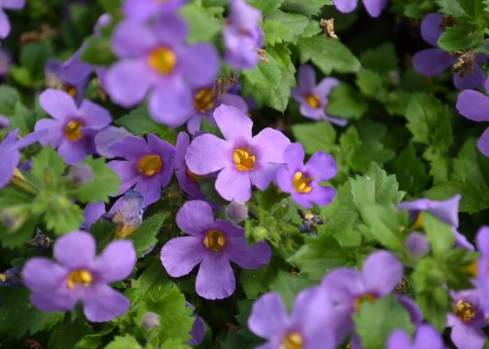 Bakopa 'Bahia Purple Sand' - Sutera diffusus 'Bahia Purple Sand'