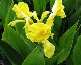Dosna indická 'Yellow'