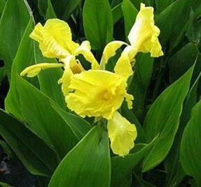 Dosna indická 'Yellow' - Canna indica 'Yellow'