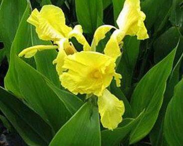 Dosna indická 'Yellow'