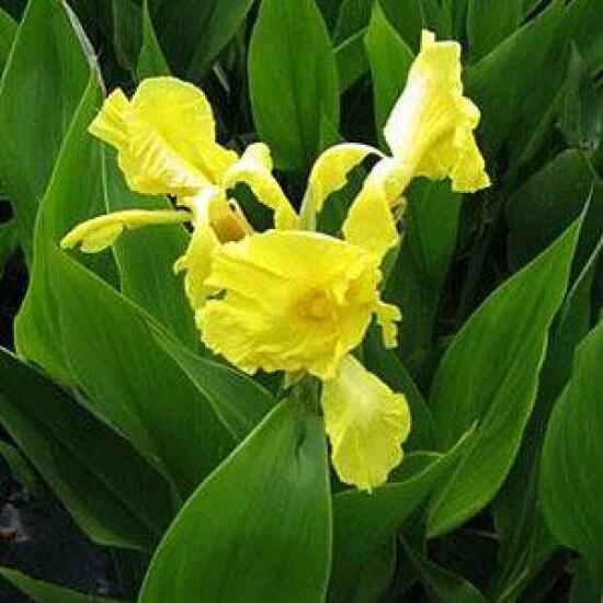 Dosna indická 'Yellow' - Canna indica 'Yellow'