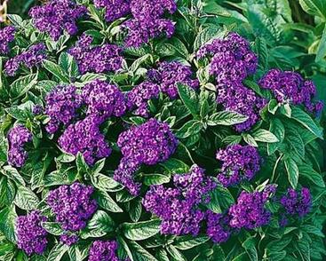 Otočník stromovitý 'Nagano'