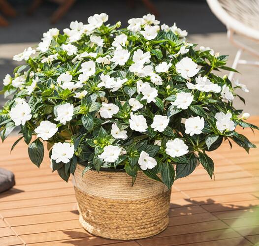 Netýkavka 'Sun Standing White' - Impatiens Neu Guinea 'Sun Standing White'