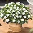 Netýkavka 'Sun Standing White' - Impatiens Neu Guinea 'Sun Standing White'