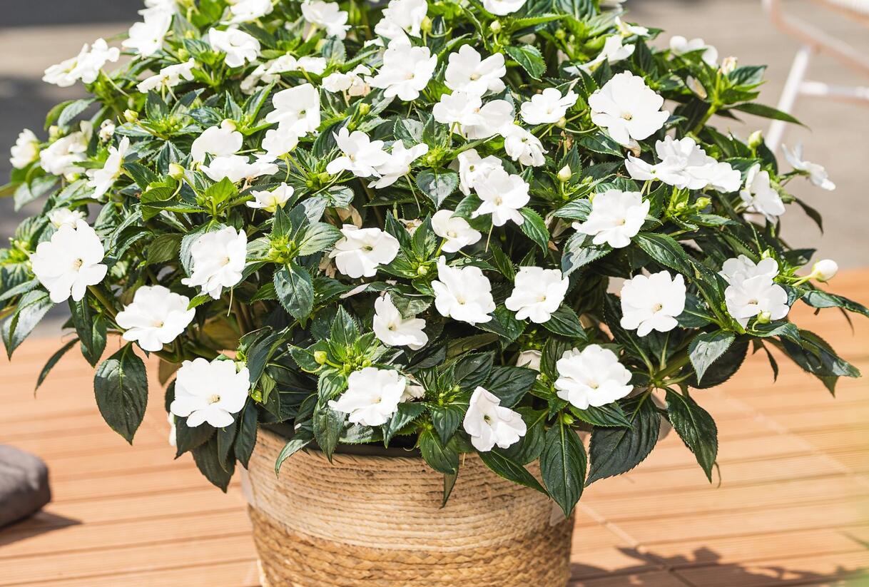 Netýkavka, balzamína 'Sun Standing White' - Impatiens Neu Guinea 'Sun Standing White'