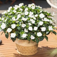 Netýkavka 'Sun Standing White' - Impatiens Neu Guinea 'Sun Standing White'