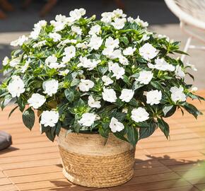 Netýkavka 'Sun Standing White' - Impatiens Neu-Guinea 'Sun Standing White'