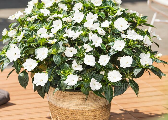 Netýkavka 'Sun Standing White' - Impatiens Neu-Guinea 'Sun Standing White'