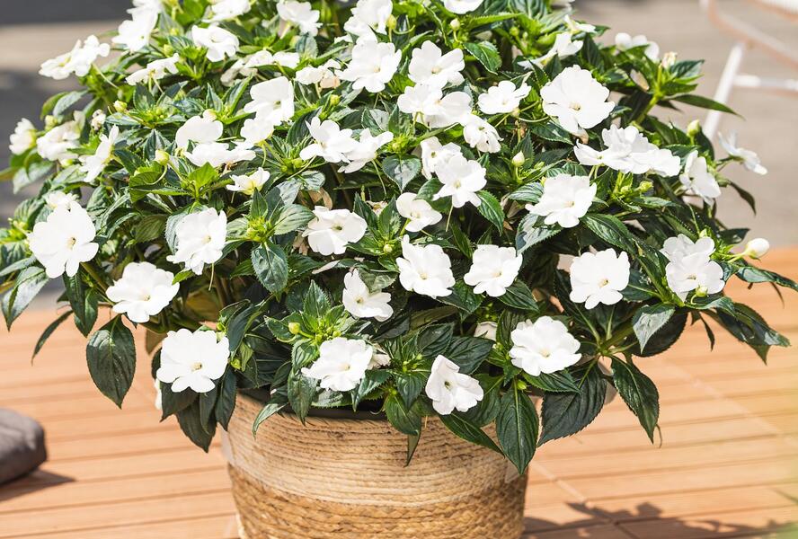 Netýkavka, balzamína 'Sun Standing White' - Impatiens Neu Guinea 'Sun Standing White'